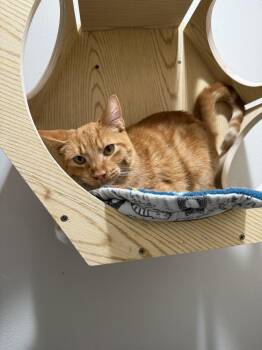 Wallaby -  Tabby and Domestic Short Hair Cat for Adoption in Dallas, Texas - Wallaby | PetCurious