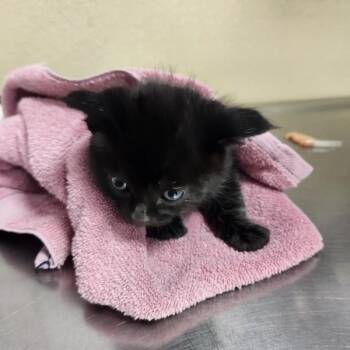 Noah -  Domestic Medium Hair Cat for Adoption in Vancouver, Washington - Noah | PetCurious