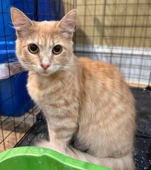 Domestic Medium Hair and Tabby Cats Available for Adoption - Cerelia: Not At The Shelter (Faith) | PetCurious
