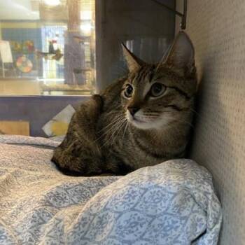 Libby Mill -  Domestic Short Hair Cat for Adoption in Richmond, Virginia - Libby Mill | PetCurious