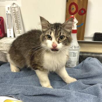 Poplar -  Domestic Medium Hair Cat for Adoption in Memphis, Tennessee - Poplar | PetCurious
