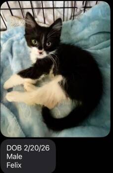 Domestic Short Hair Cats Available for Adoption in Ephrata, Washington - Felix  | PetCurious