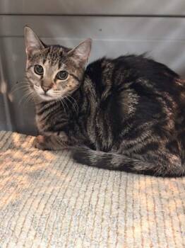 Bubble Gum -  Domestic Short Hair Cat for Adoption in Memphis, Tennessee - Bubble Gum | PetCurious
