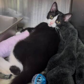 Onyx -  Domestic Short Hair Cat for Adoption in Shinnston, West Virginia - Onyx | PetCurious