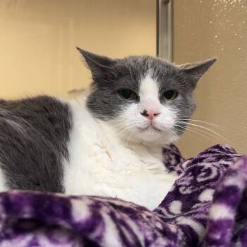 Rescue Domestic Short Hair Cats for Adoption in Lynchburg, Virginia - Murphy | PetCurious