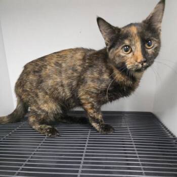 Isla -  Domestic Short Hair Cat for Adoption in Duncan, Oklahoma - Isla | PetCurious