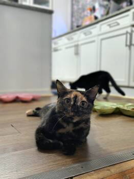Cindy -  Domestic Short Hair Cat for Adoption in Clayton, North Carolina - Cindy | PetCurious