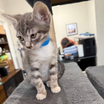 Sam -  Domestic Short Hair Cat for Adoption in Prosper, Texas - Sam | PetCurious
