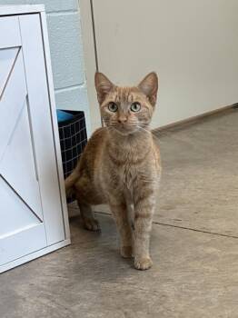 Rescue Domestic Short Hair Cats for Adoption in Barnesville, Georgia - 25-131 Ginger | PetCurious