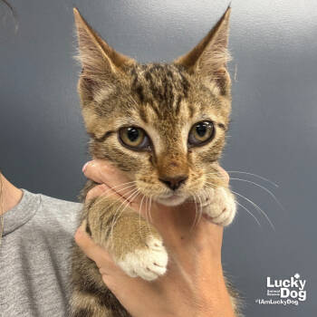 Rescue Domestic Short Hair Cats for Adoption in Washington, District Of Columbia - Reiker | PetCurious