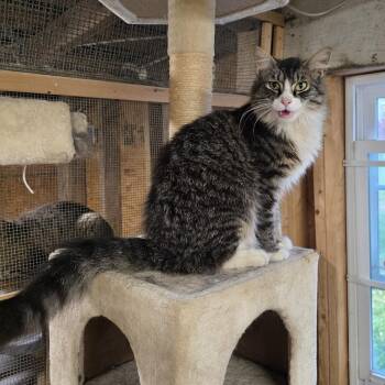 Houdini -  Tabby Cat for Adoption in Richmond, Virginia - Houdini | PetCurious