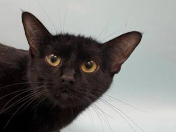 Grendal -  Domestic Short Hair Cat for Adoption in Woodbury, Minnesota - Grendal | PetCurious