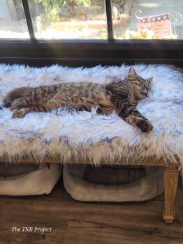 Tabby and Domestic Short Hair Cats Available for Adoption in Monrovia, California - Patches | PetCurious