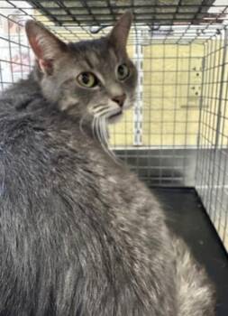 Domestic Short Hair Cats Available for Adoption - ELLA | PetCurious