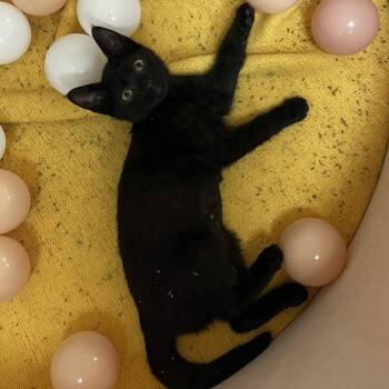 Olivia -  Domestic Short Hair Cat for Adoption in Yucca Valley, California - Olivia | PetCurious