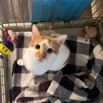 Dueces -  Domestic Short Hair Cat for Adoption in Carencro, Louisiana - Dueces | PetCurious