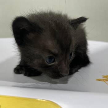 Bagheera -  Domestic Short Hair Cat Available for Adoption in Tampa, Florida - Bagheera | PetCurious
