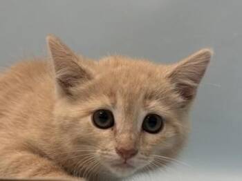 Jasmine -  Domestic Short Hair Cat for Adoption in Woodbury, Minnesota - Jasmine | PetCurious