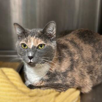 Purr Phumes -  Domestic Short Hair Cat for Adoption in Davenport, Iowa - Purr Phumes | PetCurious