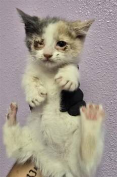 Domestic Short Hair Cats Available for Adoption in El Paso, Texas - 60924687 | PetCurious