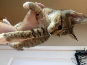 Side Car -  Domestic Short Hair Cat for Adoption in Hoffman Estates, Illinois - Side Car | PetCurious