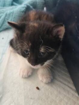 Nancy -  Tortoiseshell Cat for Adoption in Clifton, New Jersey - Nancy | PetCurious