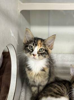 Fiadh -  Domestic Short Hair Cat for Adoption in Fort Walton Beach, Florida - Fiadh | PetCurious