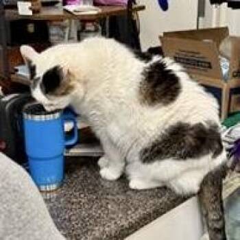 Tabby and Domestic Short Hair Cats Available for Adoption - Papa Saucerton | PetCurious