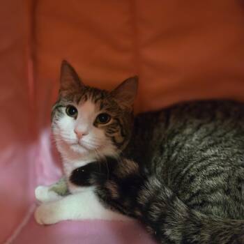 Domestic Short Hair Cats Available for Adoption - Dinah | PetCurious