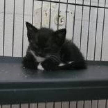 Blakely -  Domestic Short Hair Cat for Adoption in Portsmouth, Ohio - Blakely | PetCurious