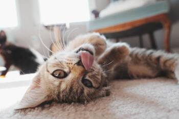 Tyr -  Domestic Short Hair Cat for Adoption in Kettering, Ohio - Tyr | PetCurious