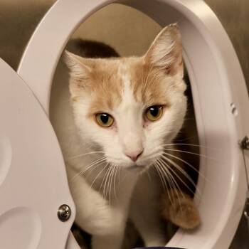Melon -  Domestic Short Hair Cat for Adoption in Briarcliff Manor, New York - Melon | PetCurious