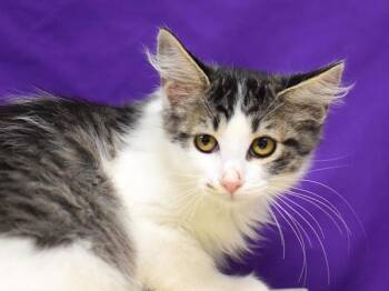 Oscar -  Domestic Medium Hair Cat for Adoption in Portland, Oregon - Oscar | PetCurious