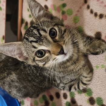 Rescue Domestic Short Hair Cats for Adoption in Santa Ana, California - Jax | PetCurious