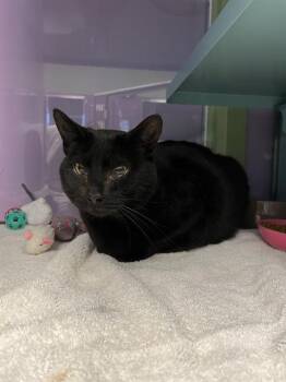 Domestic Short Hair Cats Available for Adoption in Santa Cruz, California - PRECIOUS RUBY | PetCurious