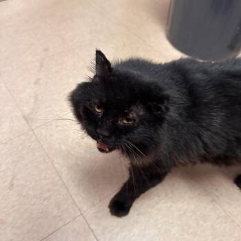 Draco -  Domestic Long Hair Cat for Adoption in Greensburg, Pennsylvania - Draco | PetCurious