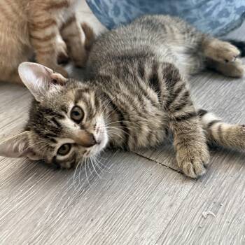 Missy -  Domestic Short Hair Cat for Adoption in Houston, Texas - Missy | PetCurious