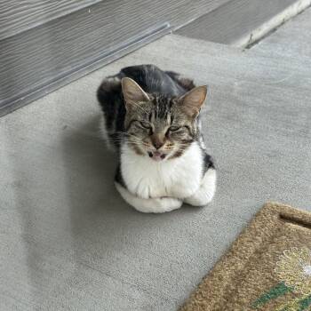 FOUND DOVER -  Domestic Short Hair Cat for Adoption in Rochester, Minnesota - FOUND DOVER | PetCurious