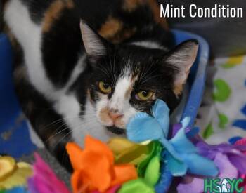 Mint Condition -  Domestic Short Hair Cat for Adoption in Fort Mill, South Carolina - Mint Condition | PetCurious