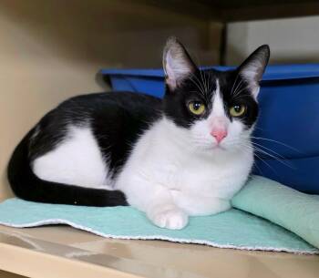 Dixie -  Domestic Short Hair Cat for Adoption in New Castle, Pennsylvania - Dixie | PetCurious