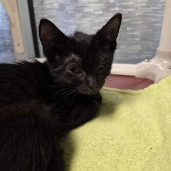 Hilda -  Domestic Short Hair Cat for Adoption in Oshkosh, Wisconsin - Hilda | PetCurious