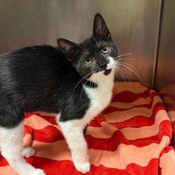 Tilt-A-World -  Domestic Short Hair Cat for Adoption in Nashville, Tennessee - Tilt-A-World | PetCurious