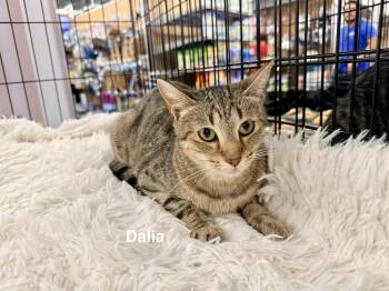 Dalia -  Tabby Cat for Adoption in St. Cloud, Florida - Dalia | PetCurious