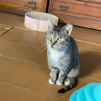 Rescue Domestic Short Hair Cats for Adoption - Skylar | PetCurious