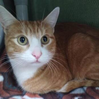 A053503 -  Domestic Short Hair Cat for Adoption in Alameda, California - A053503 | PetCurious