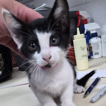 Tang -  Domestic Short Hair Cat for Adoption in Ardmore, Oklahoma - Tang | PetCurious