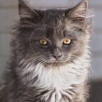 Annabel -  Domestic Medium Hair Cat for Adoption in Las Vegas, Nevada - Annabel | PetCurious