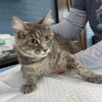 Mystique Rayburn -  Domestic Medium Hair Cat for Adoption in Woodstock, Virginia - Mystique Rayburn | PetCurious