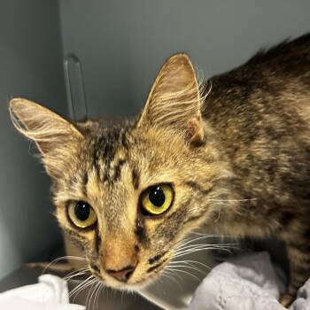 Minxy -  Domestic Medium Hair Cat for Adoption in Chattanooga, Tennessee - Minxy | PetCurious