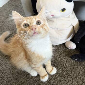Aki -  Domestic Medium Hair Cat for Adoption in Costa Mesa, California - Aki | PetCurious
